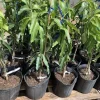 Grafted Palmer Mango Tree Live Plant – Sweet Flavor, Early Fruiting – 3-4ft Tall – Outdoor - Image 1