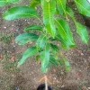 Grafted Rapoza Mango Live Fruit Tree (3-4ft) - Mangifera indica - Image 1