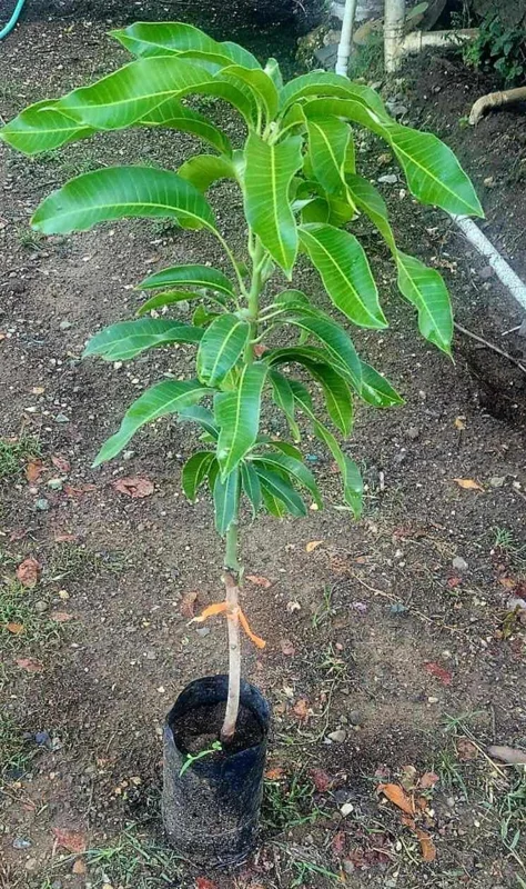 Grafted Rapoza Mango Tree Live Plant - Tropical Fruit Tree 1-2 ft - Image 2