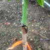 Grafted Rapoza Mango Tree Live Plant - Tropical Fruit Tree 1-2 ft - Image 1