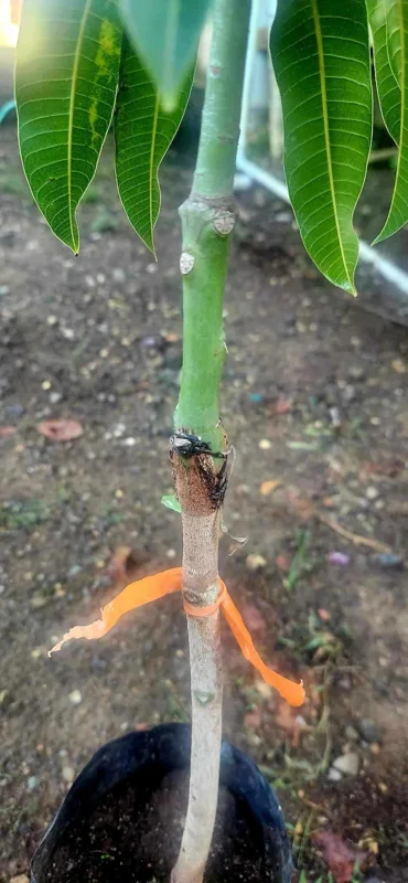 Grafted Rapoza Mango Tree Live Plant - Tropical Fruit Tree 1-2 ft - Image 1