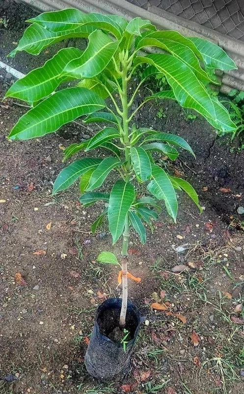 Grafted Rapoza Mango Tree Live Plant - Tropical Fruit Tree 1-2 ft - Image 3