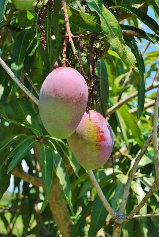 Grafted Rapoza Mango Tree Live Plant - Tropical Fruit Tree 1-2 ft - Image 4