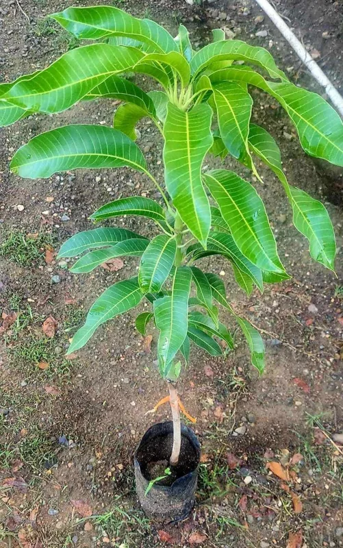 Grafted Rapoza Mango Tree Live Plant - Tropical Fruit Tree 1-2 ft - Image 5