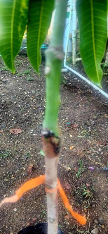 Grafted Rapoza Mango Tree Live Plant - Tropical Fruit Tree 1-2 ft - Image 7
