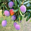 Grafted Rapoza Mango Tree - Tropical Fruit Live Plant - 2-3ft Tall - Image 1