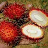 Grafted Red Rambutan Tree Live Plant - Tropical Fruit Tree 2ft Tall - Image 1