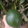 Grafted Reed Avocado Live Fruit Tree - 1-2 ft Tall - Outdoor - Image 1