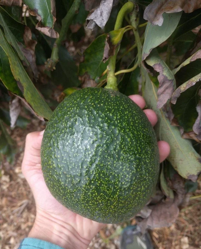 Grafted Reed Avocado Live Fruit Tree - 1-2 ft Tall - Outdoor - Image 1