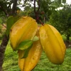 Grafted Star Fruit Tree – Averrhoa Carambola Live Plant – 1-2ft Tall - Image 1
