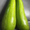 Grafted Wilson Popenoe Avocado Tree Live Plant 1-2ft Tall for Fruit Production - Image 1