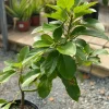 Grafted Wilson Popenoe Avocado Tree Live Plant - Fast Fruiting, High Yield, 3-4 ft - Image 1