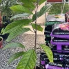Grafted Yellow Cacao Tree Live Plant 2-3ft - Grow Your Own Chocolate - Image 1