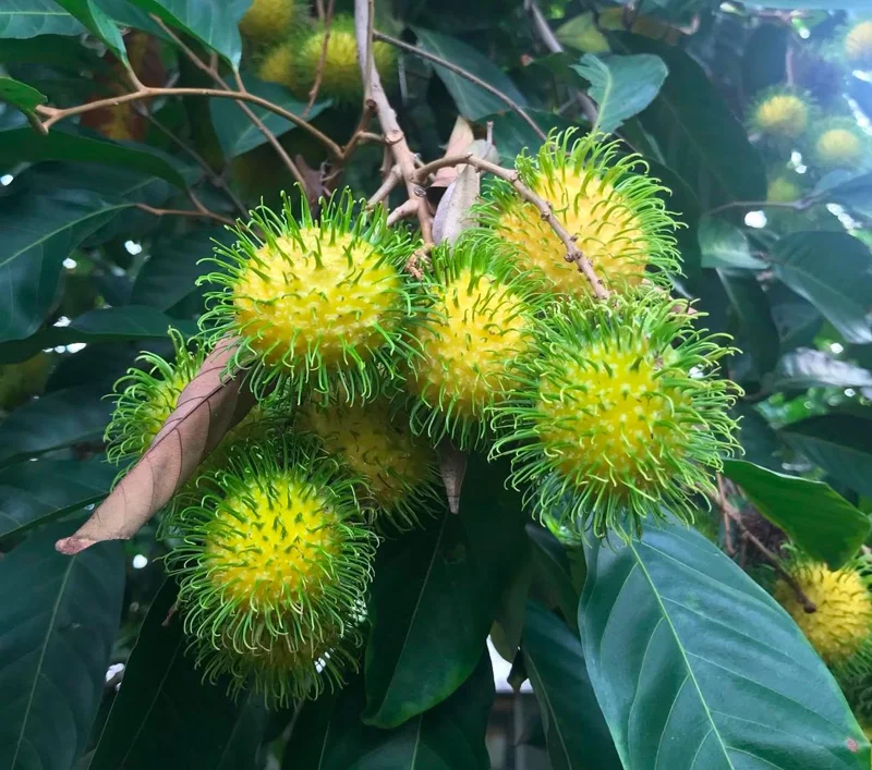 Grafted Yellow Rambutan Live Fruit Tree 2ft Tall - Nephelium lappaceum - Image 3