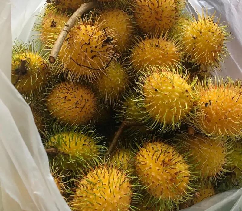 Grafted Yellow Rambutan Live Fruit Tree 2ft Tall - Nephelium lappaceum - Image 4