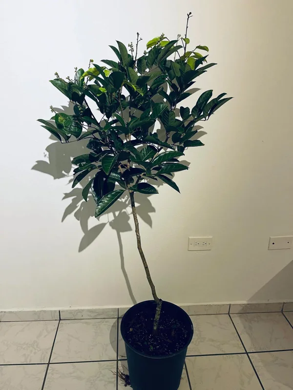 Grafted Yellow Rambutan Live Fruit Tree 2ft Tall - Nephelium lappaceum - Image 5
