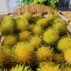 Grafted Yellow Rambutan Live Fruit Tree 2ft Tall - Nephelium lappaceum - Image 1