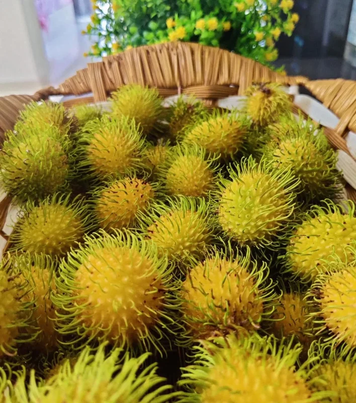 Grafted Yellow Rambutan Live Fruit Tree 2ft Tall - Nephelium lappaceum - Image 1