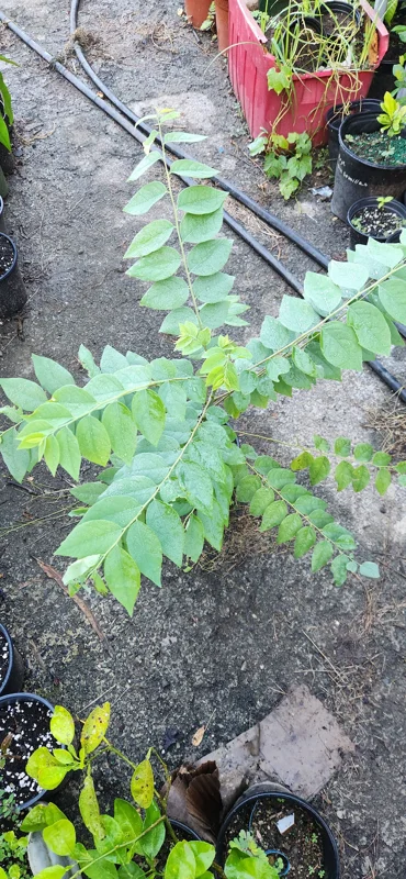 Grosella Fruit Tree - Phyllanthus acidus Live Plant 12-18 inches Tall - Outdoor - Image 2