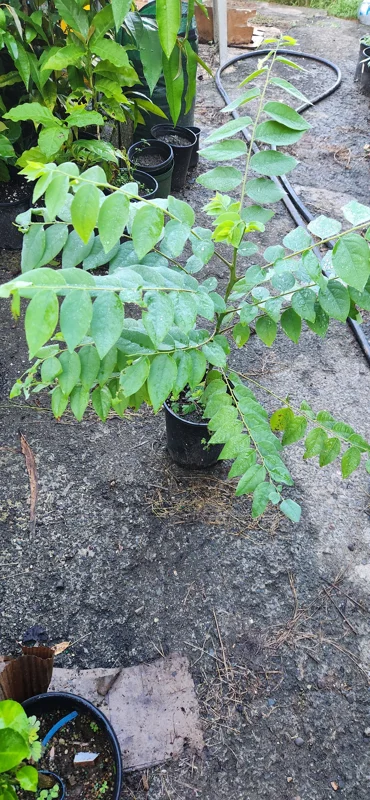 Grosella Fruit Tree - Phyllanthus acidus Live Plant 12-18 inches Tall - Outdoor - Image 3