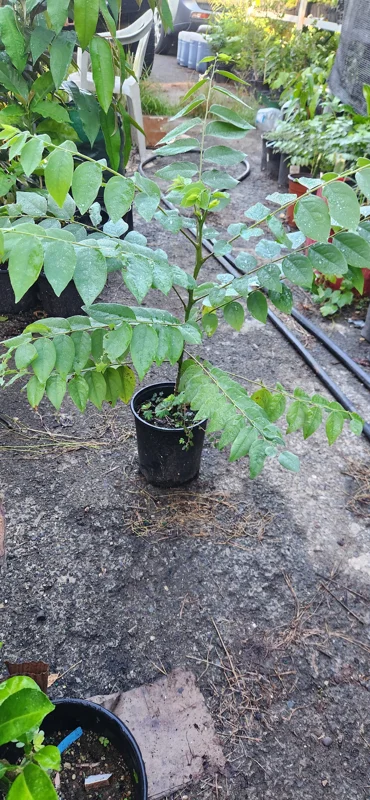 Grosella Fruit Tree - Phyllanthus acidus Live Plant 12-18 inches Tall - Outdoor - Image 5