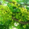 Grosella Fruit Tree - Phyllanthus acidus Live Plant 12-18 inches Tall - Outdoor - Image 1