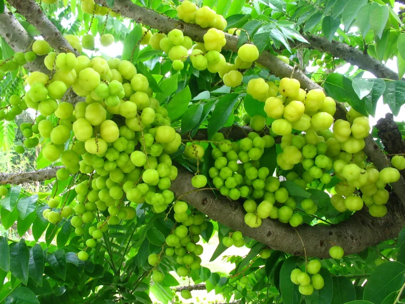 Grosella Fruit Tree - Phyllanthus acidus Live Plant 12-18 inches Tall - Outdoor - Image 1