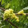 Grosella Live Fruit Tree (Phyllanthus acidus) 2-3ft Plant - Outdoor Edible - Image 1