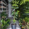 Grumichama Live Tropical Fruit Tree (2-3ft) - Eugenia brasiliensis - Image 1