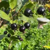 Grumichama Live Tropical Fruit Tree - Eugenia brasiliensis - 10-20 inch Plant - Image 1