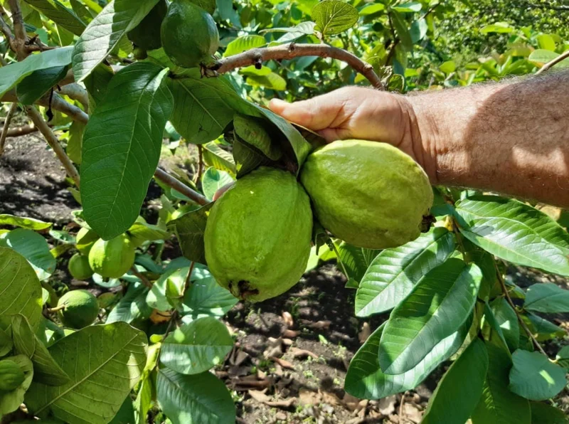 Guava Live Fruit Tree (3-4ft) - Psidium Guajava Tropical Plant - Image 2