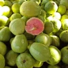 Guava Live Fruit Tree (3-4ft) - Psidium Guajava Tropical Plant - Image 1