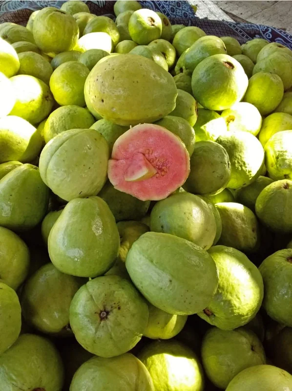 Guava Live Fruit Tree (3-4ft) - Psidium Guajava Tropical Plant - Image 1