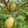 Guava White Pear Live Tree – Psidium Guajava – 3-4 ft Tall – Outdoor Fruit Plant - Image 1