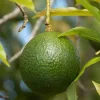 Gwen Avocado Tree Live Plant 18-24 inch - Creamy, Buttery Fruit for Home Gardens - Image 1