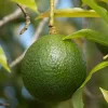 Gwen Avocado Tree Live Plant - 2ft Tall, Creamy Buttery Fruit - Image 1