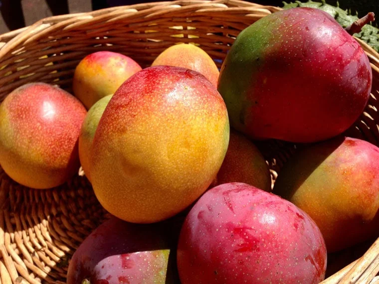 Haden Mango Live Fruit Tree 10-16 inches Tall - Tropical Garden Plant - Image 2