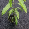 Haden Mango Live Fruit Tree 10-16 inches Tall - Tropical Garden Plant - Image 1