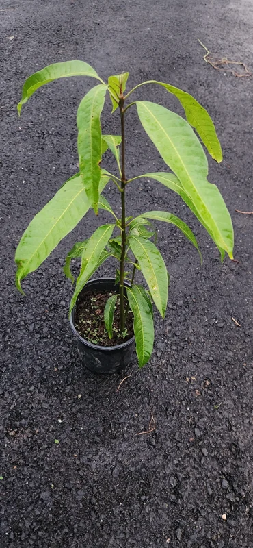 Haden Mango Live Fruit Tree 10-16 inches Tall - Tropical Garden Plant - Image 1
