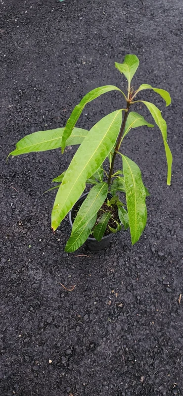 Haden Mango Live Fruit Tree 10-16 inches Tall - Tropical Garden Plant - Image 3