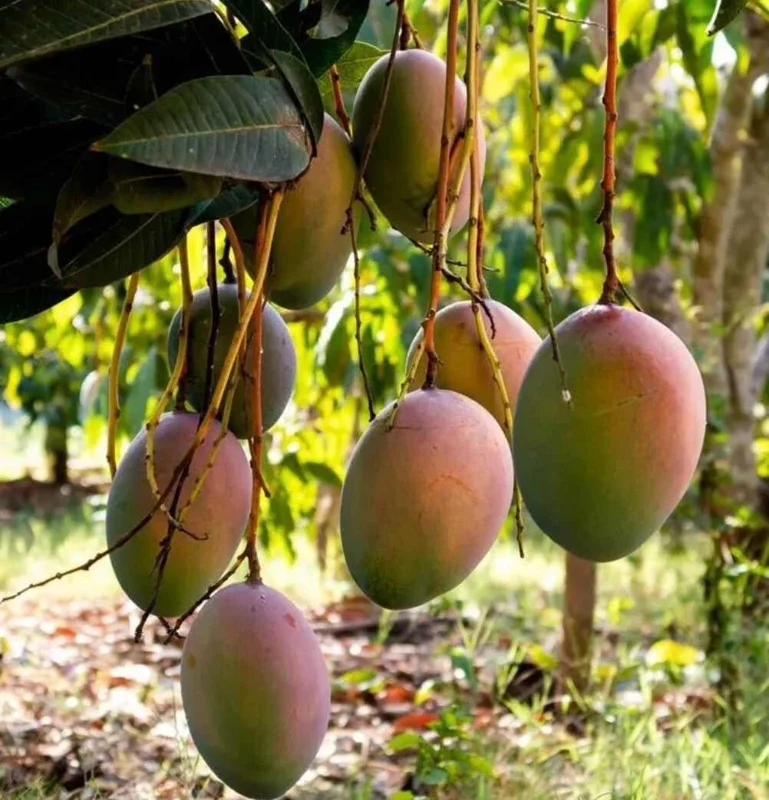 Haden Mango Live Fruit Tree 10-16 inches Tall - Tropical Garden Plant - Image 4