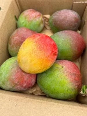 Haden Mango Live Fruit Tree - Grafted Mangifera Indica - 3-4ft Tall - Image 3
