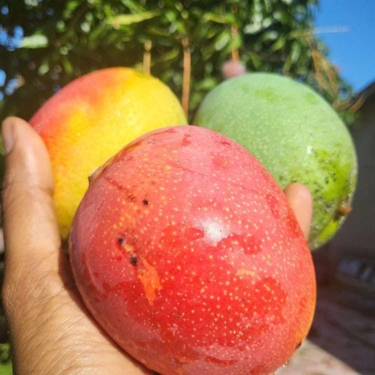Haden Mango Live Fruit Tree - Grafted Mangifera Indica - 3-4ft Tall - Image 4