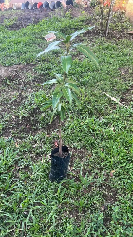 Haden Mango Live Fruit Tree - Grafted Mangifera Indica - 3-4ft Tall - Image 5