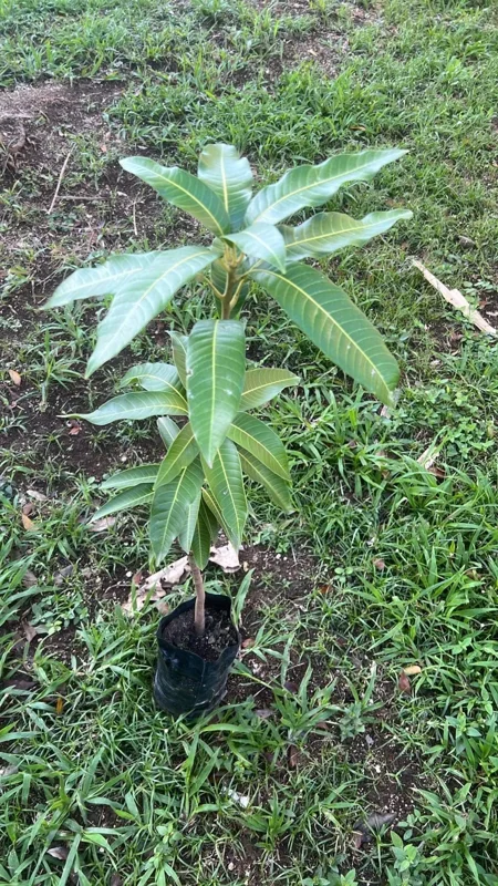 Haden Mango Live Fruit Tree - Grafted Mangifera Indica - 3-4ft Tall - Image 6