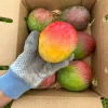 Haden Mango Live Fruit Tree - Grafted Mangifera Indica - 3-4ft Tall - Image 1