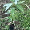 Haden Mango Live Plant (10-16 in) - Grafted Fruit Tree for Outdoor Garden - Image 1