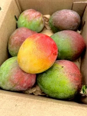 Haden Mango Tree Live Plant - Grafted Mangifera Indica, 2-3 ft Tall Fruit Tree - Image 2