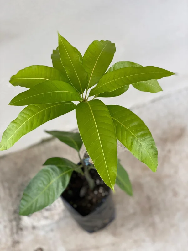 Haden Mango Tree Live Plant - Grafted Mangifera Indica, 2-3 ft Tall Fruit Tree - Image 5
