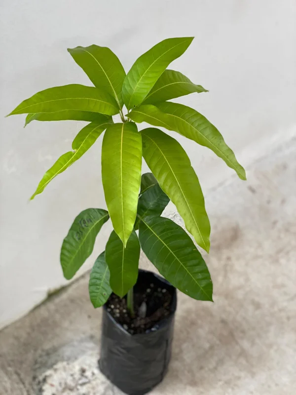Haden Mango Tree Live Plant - Grafted Mangifera Indica, 2-3 ft Tall Fruit Tree - Image 6